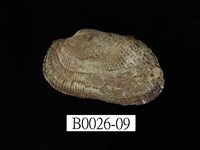 藏品(鬍魁蛤(布紋蚶))的圖片